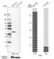 Methylthioribose-1-phosphate isomerase antibody, PA5-60100, Invitrogen Antibodies, Western Blot image 