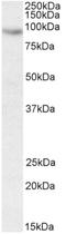 Cip1-interacting zinc finger protein antibody, AP32951PU-N, Origene, Western Blot image 