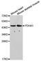 Pyruvate Dehydrogenase E1 Alpha 1 Subunit antibody, A1895, ABclonal Technology, Western Blot image 