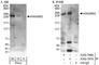 Microtubule Crosslinking Factor 1 antibody, A302-787A, Bethyl Labs, Western Blot image 