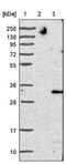 Transmembrane Protein 41B antibody, NBP1-81552, Novus Biologicals, Western Blot image 