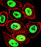 EWS RNA Binding Protein 1 antibody, MBS9201155, MyBioSource, Immunofluorescence image 