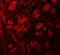 Proline Rich 5 antibody, 6291, ProSci, Immunofluorescence image 