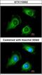 Fukutin antibody, LS-B4851, Lifespan Biosciences, Immunofluorescence image 