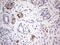 Dicer 1, Ribonuclease III antibody, LS-C789271, Lifespan Biosciences, Immunohistochemistry frozen image 
