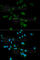 Sirtuin 7 antibody, A0979, ABclonal Technology, Immunofluorescence image 