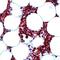 Spleen Associated Tyrosine Kinase antibody, PA5-32605, Invitrogen Antibodies, Immunohistochemistry frozen image 