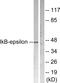 NFKB Inhibitor Epsilon antibody, PA5-38071, Invitrogen Antibodies, Western Blot image 