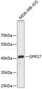 G Protein-Coupled Receptor 17 antibody, 19-203, ProSci, Western Blot image 