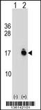 Acylphosphatase 1 antibody, 59-159, ProSci, Western Blot image 