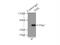 Triokinase And FMN Cyclase antibody, 12224-1-AP, Proteintech Group, Immunoprecipitation image 