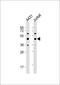 MPP1 antibody, 61-550, ProSci, Western Blot image 