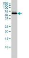 Sestrin-2 antibody, GTX91114, GeneTex, Western Blot image 