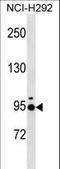 NECC1 antibody, LS-C159948, Lifespan Biosciences, Western Blot image 