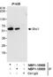 SHC Adaptor Protein 1 antibody, NBP1-18908, Novus Biologicals, Immunoprecipitation image 