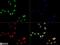 CD11b antibody, NB110-89474, Novus Biologicals, Immunofluorescence image 