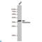 HtrA Serine Peptidase 2 antibody, LS-C813173, Lifespan Biosciences, Western Blot image 