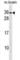 Platelet Activating Factor Acetylhydrolase 1b Catalytic Subunit 2 antibody, abx030225, Abbexa, Western Blot image 