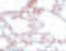 MRE11 Homolog, Double Strand Break Repair Nuclease antibody, 5547, ProSci, Immunohistochemistry frozen image 