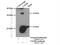 TATA-Box Binding Protein Associated Factor 9b antibody, 10921-1-AP, Proteintech Group, Immunoprecipitation image 