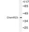 Chemokine-like receptor 1 antibody, LS-C176859, Lifespan Biosciences, Western Blot image 