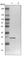 Testis Expressed 261 antibody, HPA016631, Atlas Antibodies, Western Blot image 