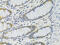 Protein Phosphatase 4 Catalytic Subunit antibody, 18-508, ProSci, Immunohistochemistry frozen image 