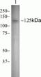 Vinculin antibody, 700062, Invitrogen Antibodies, Western Blot image 