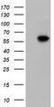 Kelch Like Family Member 2 antibody, TA501549, Origene, Western Blot image 