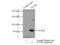 Integrator Complex Subunit 9 antibody, 11657-1-AP, Proteintech Group, Immunoprecipitation image 