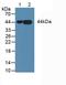 Annexin A3 antibody, LS-C302353, Lifespan Biosciences, Western Blot image 