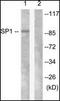 Sp1 Transcription Factor antibody, orb95989, Biorbyt, Western Blot image 