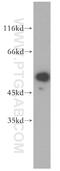 Par-6 Family Cell Polarity Regulator Beta antibody, 13996-1-AP, Proteintech Group, Western Blot image 