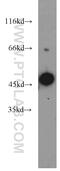 Actin Like 7A antibody, 17355-1-AP, Proteintech Group, Western Blot image 