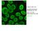 Thymopoietin antibody, 14651-1-AP, Proteintech Group, Immunofluorescence image 