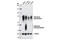 PVR Cell Adhesion Molecule antibody, 13544S, Cell Signaling Technology, Western Blot image 