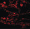 Coiled-Coil Domain Containing 69 antibody, LS-C108698, Lifespan Biosciences, Immunofluorescence image 