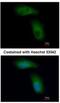 Tripartite Motif Containing 36 antibody, NBP1-33644, Novus Biologicals, Immunofluorescence image 