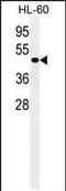 Autophagy Related 4D Cysteine Peptidase antibody, MA5-18110, Invitrogen Antibodies, Western Blot image 