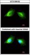 Histamine Receptor H2 antibody, LS-C185950, Lifespan Biosciences, Immunocytochemistry image 