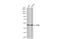 LIM Homeobox 2 antibody, GTX129241, GeneTex, Western Blot image 