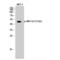 Mitogen-Activated Protein Kinase 8 antibody, LS-C380748, Lifespan Biosciences, Western Blot image 