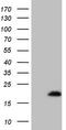 Eukaryotic Translation Initiation Factor 4E Binding Protein 3 antibody, M12641, Boster Biological Technology, Western Blot image 