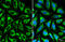 Translocase Of Outer Mitochondrial Membrane 20 antibody, GTX00773, GeneTex, Immunofluorescence image 