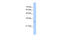 Inhibitor of growth protein 1 antibody, 30-622, ProSci, Western Blot image 