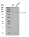 Scavenger Receptor Class B Member 1 antibody, A01093-1, Boster Biological Technology, Western Blot image 