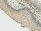 G1/S-specific cyclin-D3 antibody, LS-C774819, Lifespan Biosciences, Immunohistochemistry frozen image 
