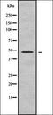FA Complementation Group L antibody, orb338272, Biorbyt, Western Blot image 