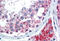 Cadherin 1 antibody, MBS244515, MyBioSource, Immunohistochemistry frozen image 