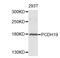 PCD19 antibody, abx135985, Abbexa, Western Blot image 